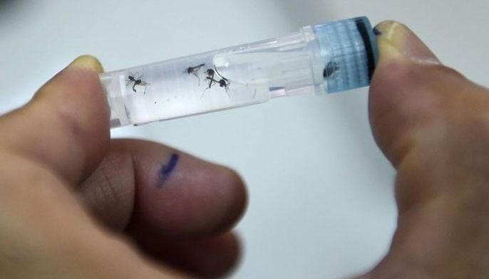 What is dengue, and why is it so widespread this year?