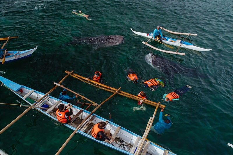 Out on the water: Tourist boats tie up in an orderly fashion along mooring lines. Feeders pass by and whale sharks follow. As tourists wear life jackets and no fins, they bob in the water close to the boat, watching whale sharks pass by.