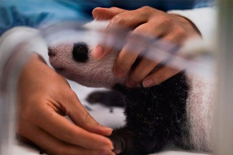 WATCH: Belgian zoo celebrates twin pandas' first month | Philstar.com