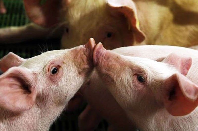 Hogs, pork products from Luzon banned