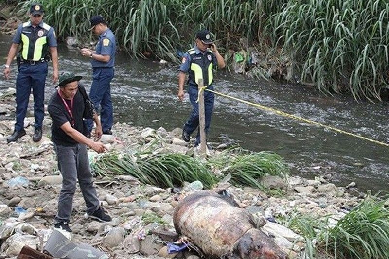 39 dead pigs dumped in QC, Marikina