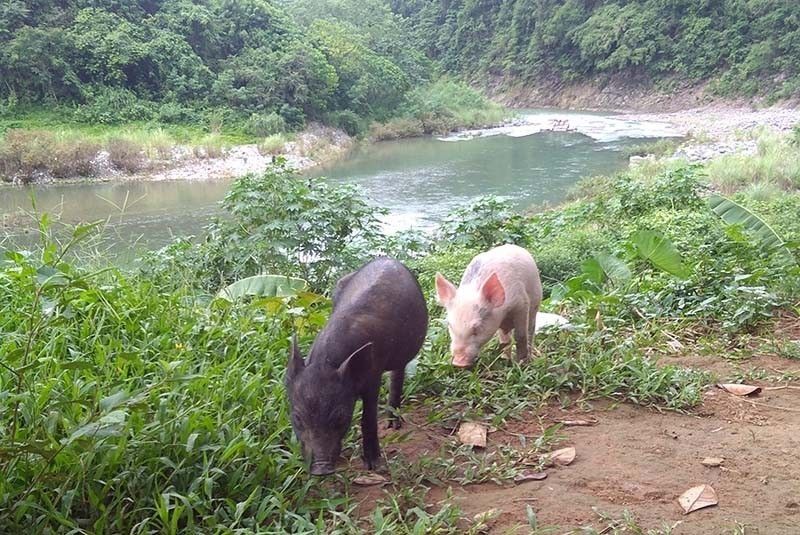 Marikina River susuriin sa 'swine fever' contamination