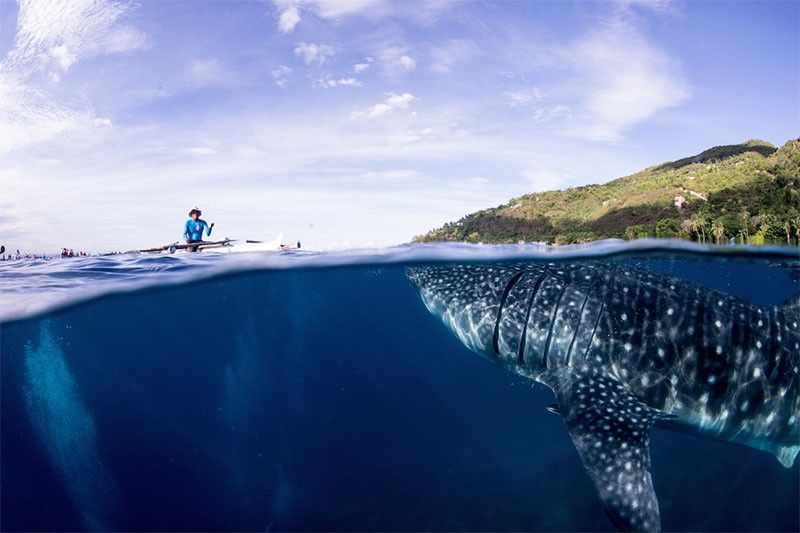 Whale shark watching in Oslob, Cebu