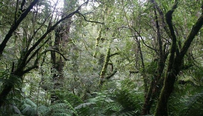 Soldiers' help sought to protect Basilan rainforests