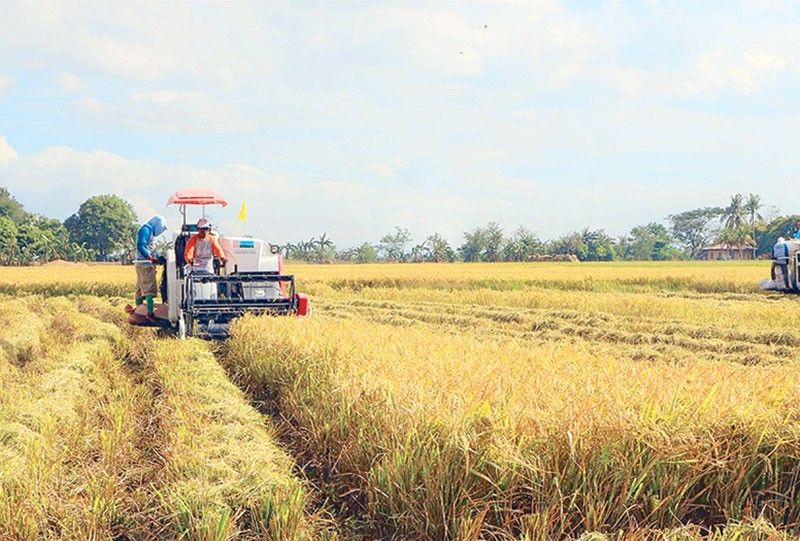 Modern methods towards achieving rice self-sufficiency