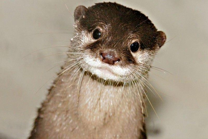 Palawan otter, other Philippine animals make trade protected list