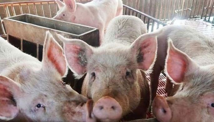 Stricter rules on hogs: Lechon makers feel the brunt
