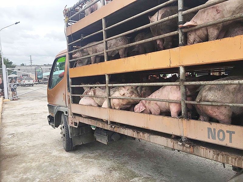 In Cebu Province: More docs needed for hog exporters
