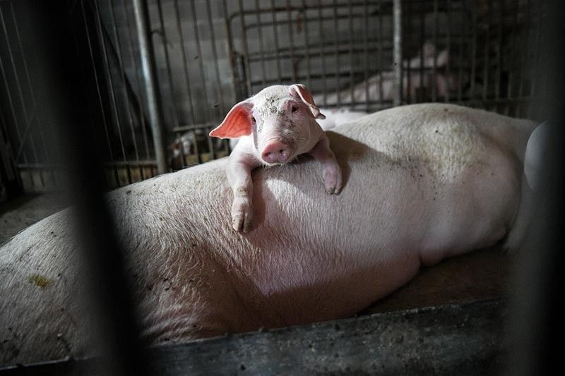 South Korea confirms first swine fever outbreak