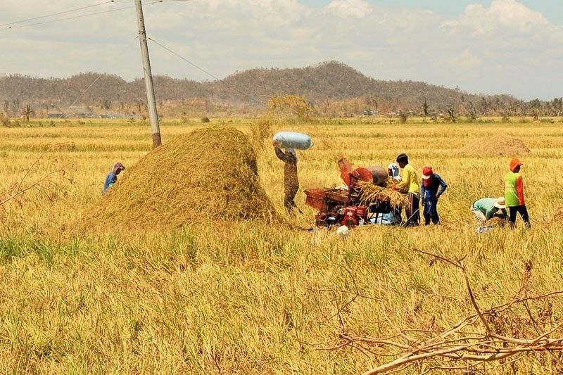 Palay output seen to drop in Q3