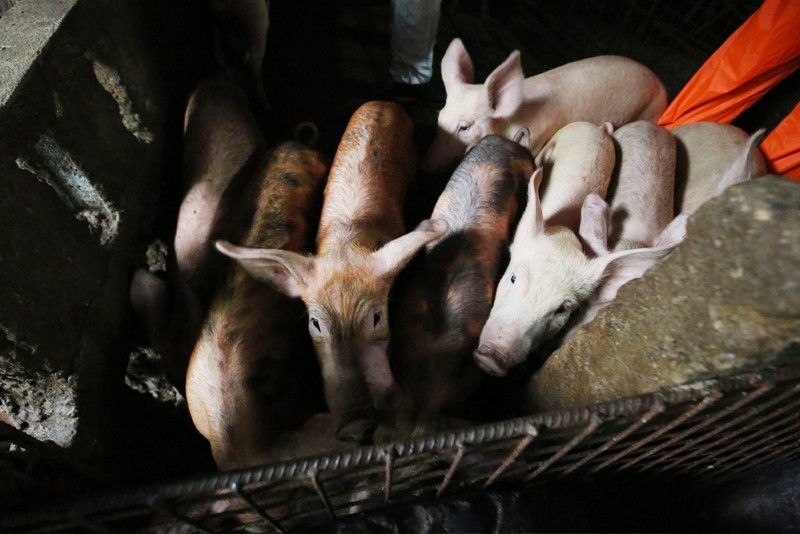 Philippines urged to reconsider blanket ban on pork imports