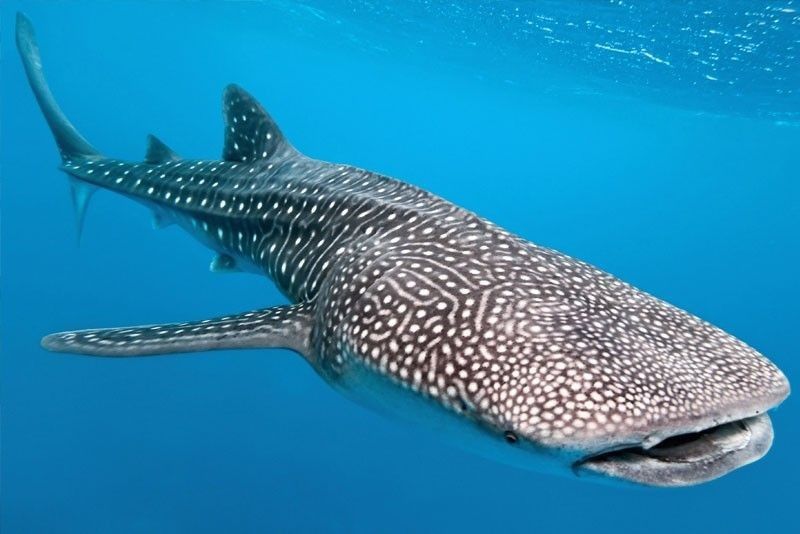 Alegria town residents told: Donâ��t feed whale sharks