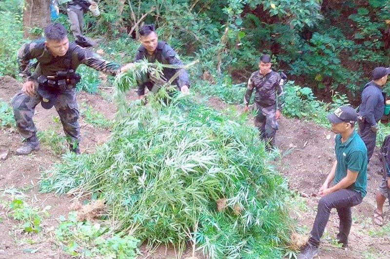 Labella to police: Check mountain baragays for weed