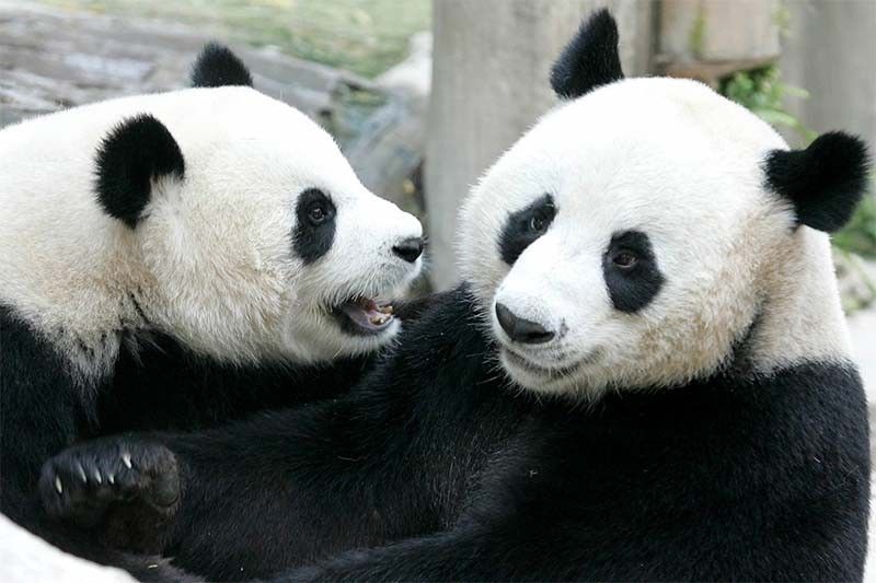 Panda death in Thailand stirs suspicion in China