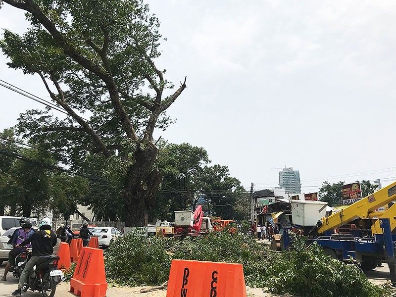 Trees in Cebu City cut for DPWH road projects