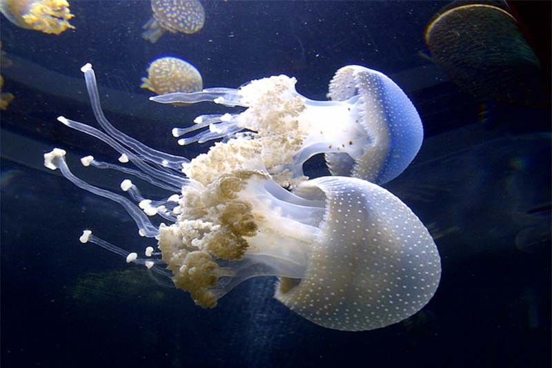 Jellyfish thrive in the man-made disruption of the oceans