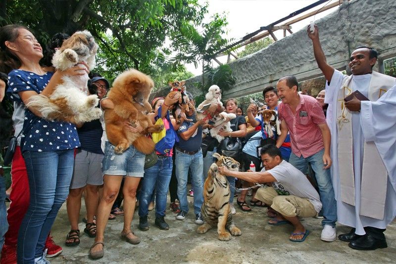 DOH gets P500-million budget for anti-rabies program