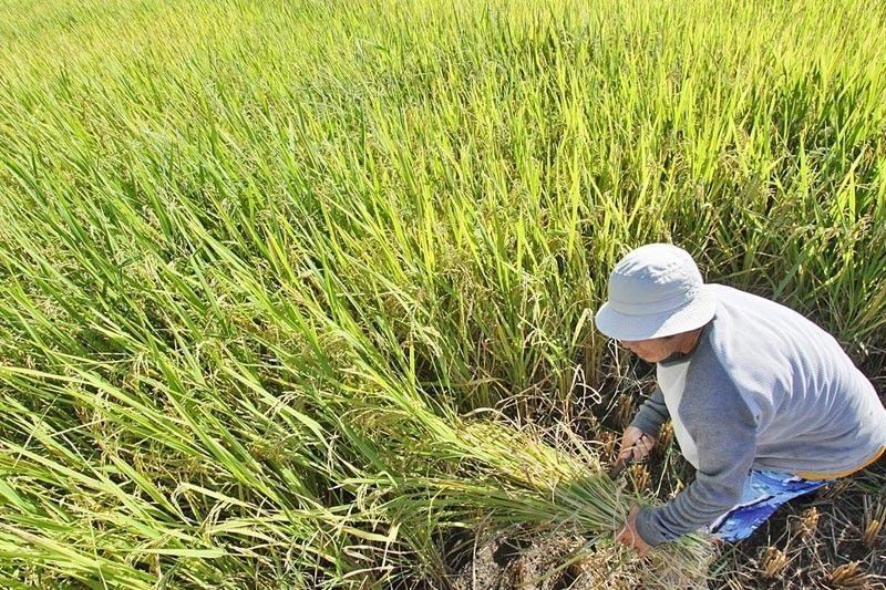 Groups ask DA for higher palay buying price, better terms for rice farmers