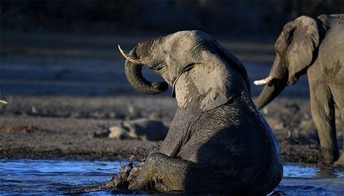 Farmers and animals struggle in drought-hit Botswana