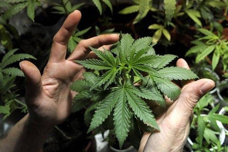 Plantasyon sa marijuana