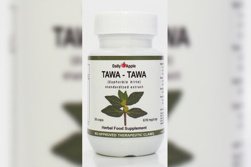 'Tawa-tawa': Herbal supplement that can help fight dengue