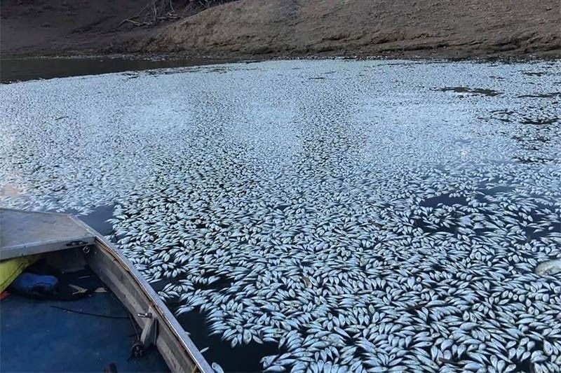 Due to high temperature: Fishkill at SRP