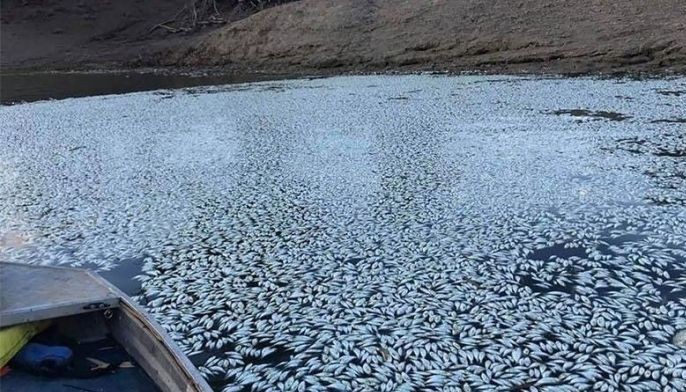 Due to high temperature: Fishkill at SRP