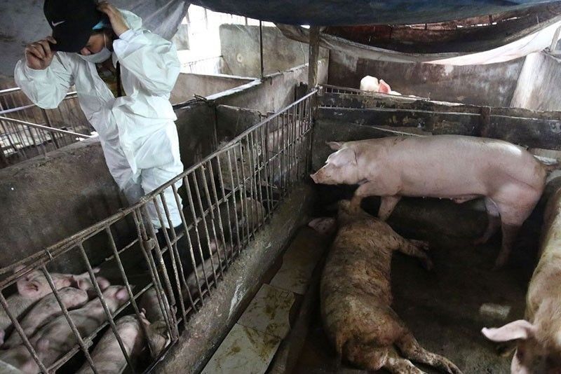 DA checking for African Swine Fever in Plaridel, Bulacan