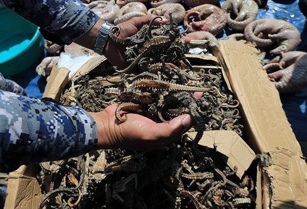 53 kilos of dried seahorses seized