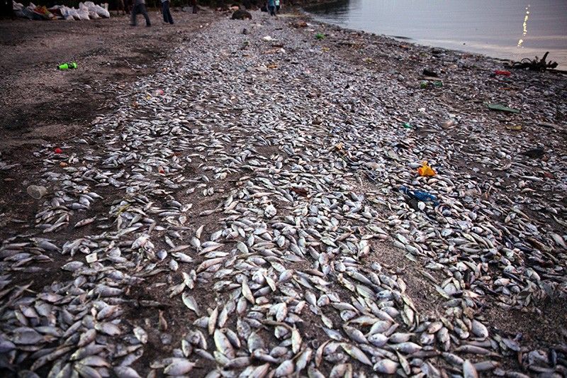 Fish kill umatake sa Las PiÃ±as, ParaÃ±aque