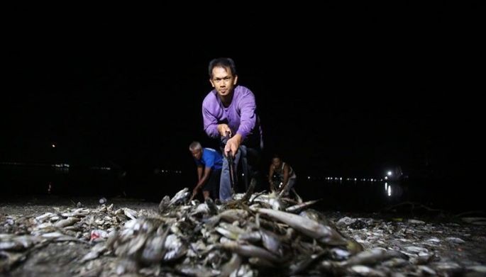 30 tubs of fish found dead at ecotourism site