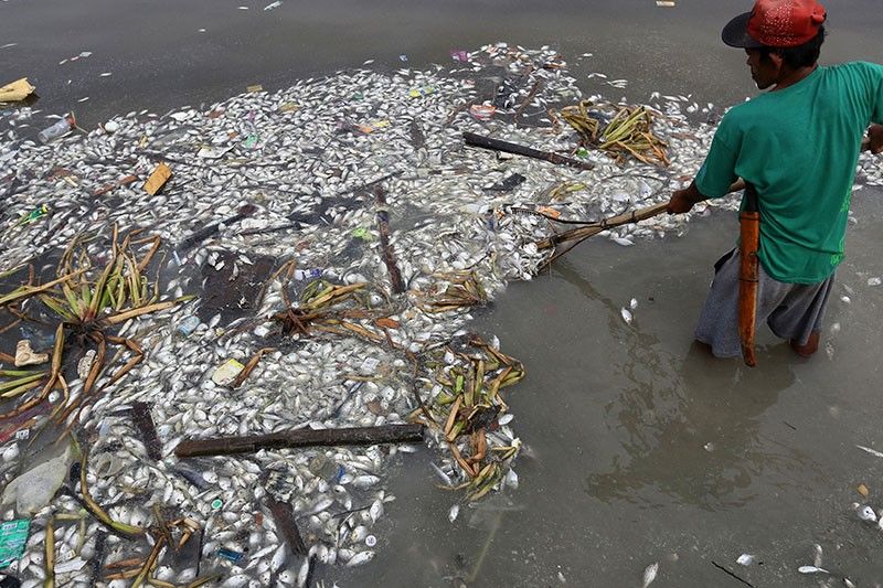 Excessive waste blamed for Las PiÃ±as, ParaÃ±aque fish kill
