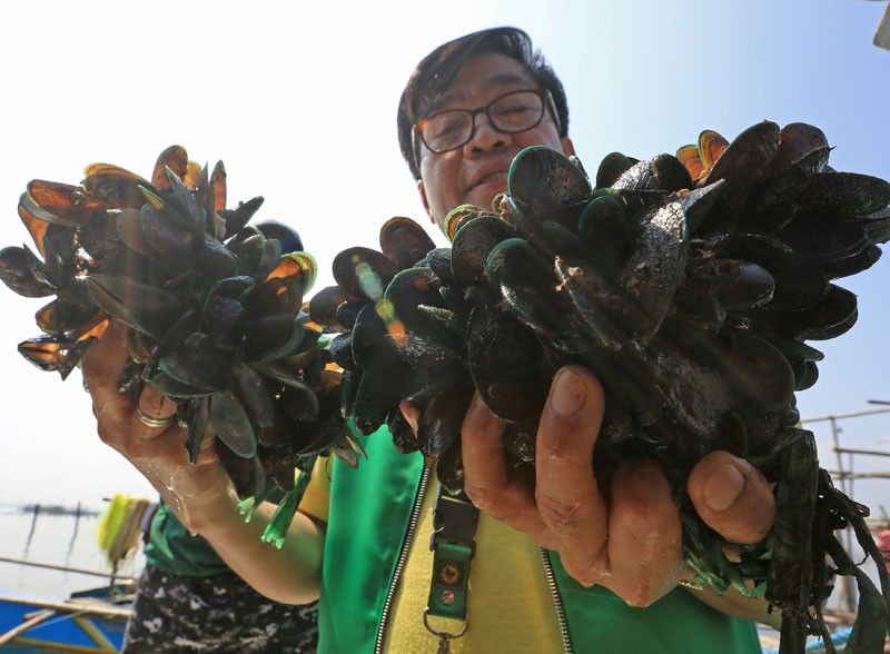 2 toneladang patay na isda, ibinaon