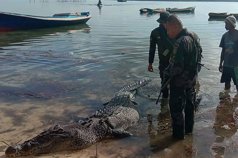 Huge saltwater croc kills fisherman in latest attack in Palawan