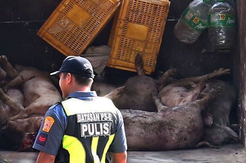 3,000 pigs culled in ASF-hit Pampanga town