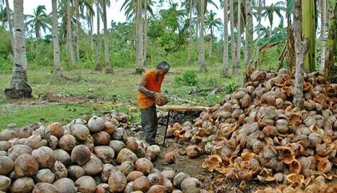 House vows P100 billion trust fund for coco farmers
