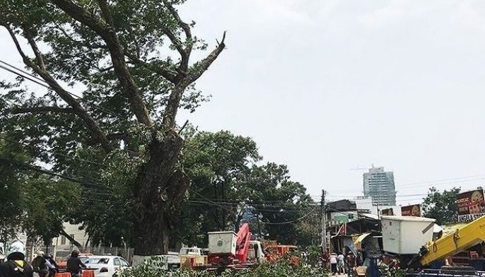 DPWH exec: Cut trees down