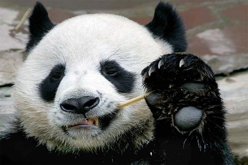 China says Thailand's panda died from heart attack
