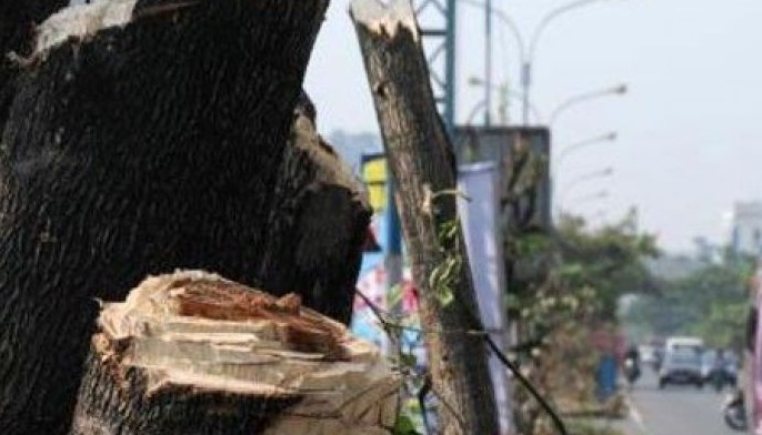 2 weeks moratorium on tree cutting agreed