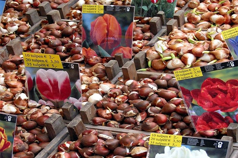 Tulips from Amsterdam? A blooming scam, says new probe