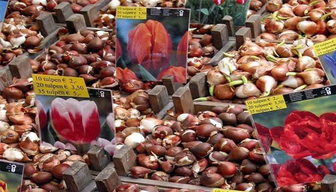 Tulips from Amsterdam? A blooming scam, says new probe