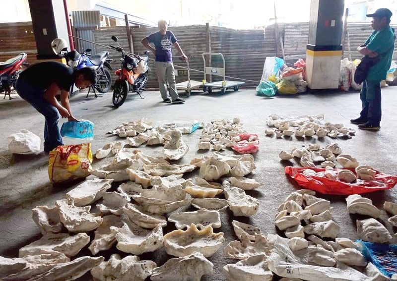 P36 million worth of giant clams seized in raid