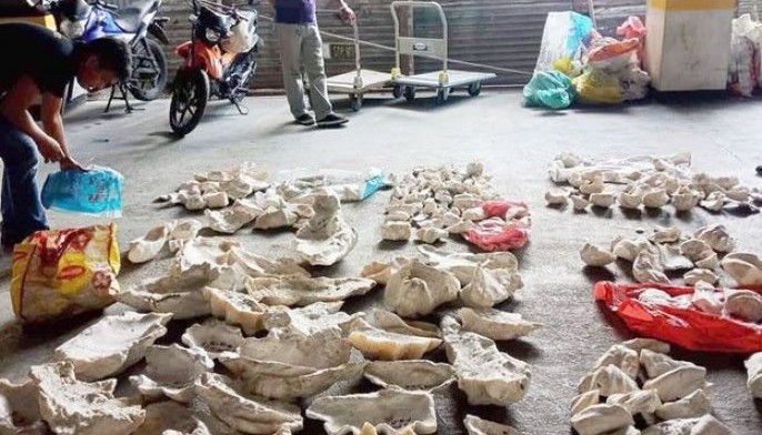 P36 million worth of giant clams seized in raid