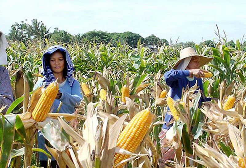 DA, US firm putting up farm academics in Philippines