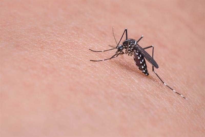 Kaso sa dengue sa Cebu City nisaka