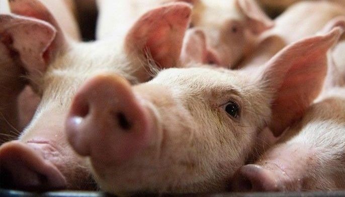 Philippine hog industry losing $20 million monthly to ASF