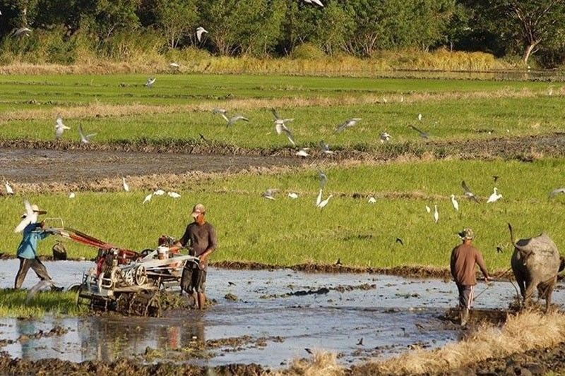 Corporatization needed to boost Philippine agriculture