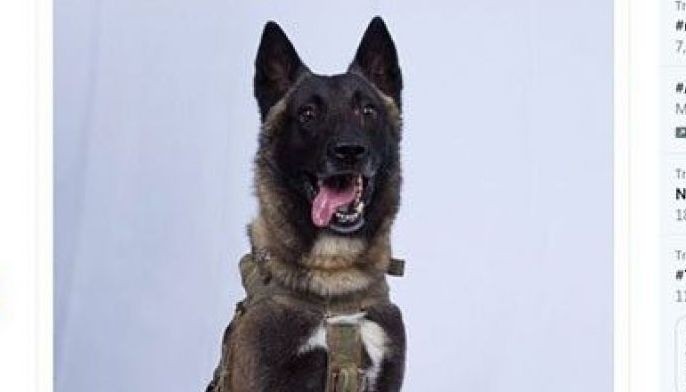 Dog wounded in Baghdadi raid back on duty