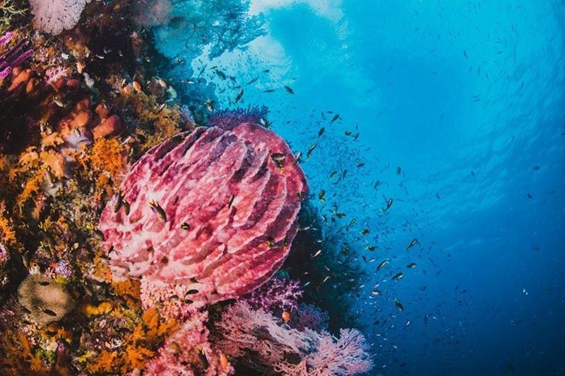 Scientists call for creation of Department of Marine Resources