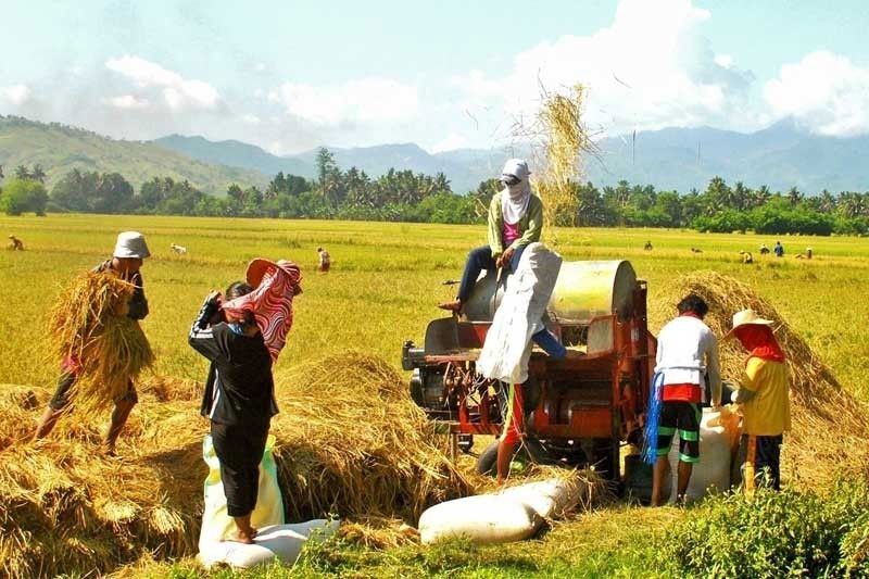 House Oks use of P10 billion for palay buying